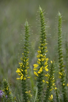 Small Flowering Plants Drucke: Dwarf Gorse (Ulex minor)