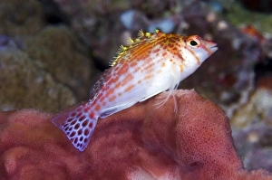 Coral Reef Fauna Drucke: Dwarf hawkfish