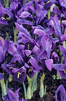 Winter Blooms Drucke: Dwarf iris George flowers