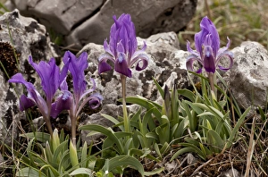 Dwarf Iris Drucke: Dwarf Iris (Iris attica) C016 / 3517