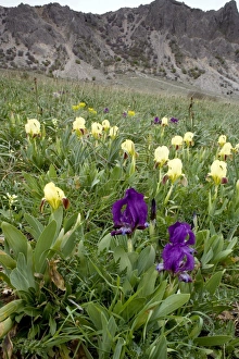 Dwarf Iris Drucke: Dwarf iris (Iris pseudopumila)