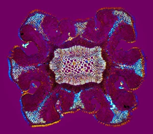 Polarised Light Microscopy Images Drucke: Dyers greenweed stem, light micrograph