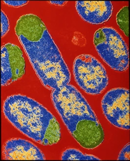 Transmission Electron Microscopy Images Drucke: E. coli bacteria
