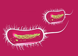 Escherichia Coli Micrograph Drucke: E coli bacteria, artwork
