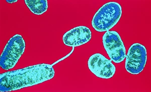 Escherichia Coli TEM Drucke: E. coli bacteria conjugating
