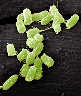 Escherichia coli Bakterien, SEM