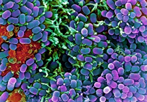 Escherichia coli Bakterien, SEM