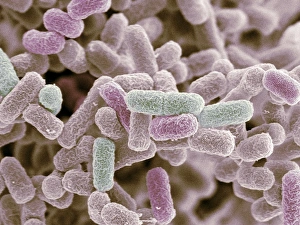 Drucke von Escherichia-Kollwiesäurebakterien. Farbiges Rasterelektronenmikroskopbild (SEM) von Escherichia coli-Bakterien Bilder Datiert 2005 Juli: Escherichia coli Bakterien, SEM