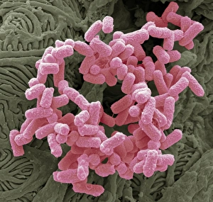 Escherichia coli Bakterien im SEM-Bild