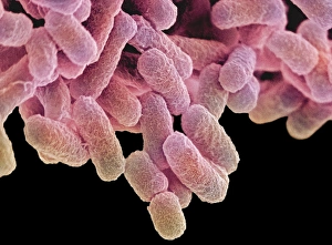 Escherichia kolibakterien, SEM