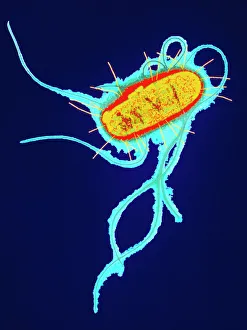 DNA Drucke: E. coli-Bakterium