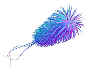 Escherichia Coli Micrograph Drucke: E. coli bacterium, computer artwork