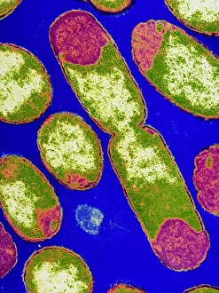 Drucke von Es teilt sich das E.-Kolibakterium ab Bilder Datiert 2004 März: Es teilt sich das E.-Kollibakterium ab