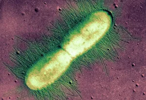 Escherichia Coli TEM Drucke: E. coli bacterium, TEM