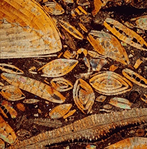 Ancient Marine Life Drucke: e4150180