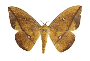 Butterfly And Moth Pictures Drucke: Eacles penelope moth C016 / 2130