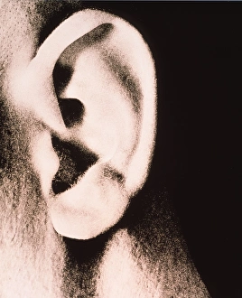 Human Ear Anatomy Drucke: Ear