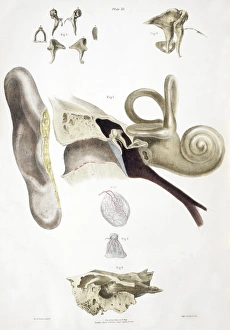 Drucke von Anatomie des Ohres: Historische anatomische Zeichnung eines menschlichen Ohrs Bilder Datiert 2005 Januar: Anatomie des Ohres