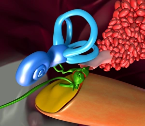 Inner Ear Structure Drucke: Ear, artwork