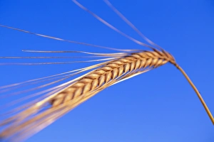 Hordeum Vulgare Drucke: Ear of barley