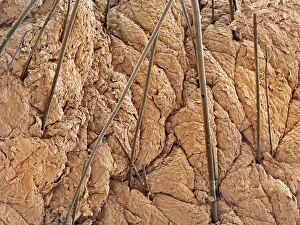 Human Ear Anatomy Drucke: Ear canal, SEM