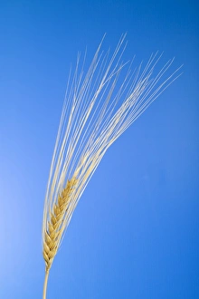 Cereal Grains Drucke: Ear of wheat