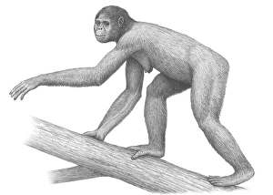 Drucke von Frühes Hominidenartwerk einer weiblichen Ardipithecus ramidus-Prämie mit allen vier Gliedmaßen auf einem großen Zweig zu bewegen. Fossilien von A Bilder Datiert 2010 Juni: Frühe Hominiden Ardipithecus ramidus