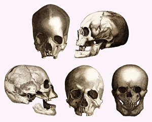 Prehistoric Human Remains Drucke: Early human skulls