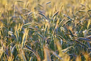Rye Grain Drucke: Ears of rye