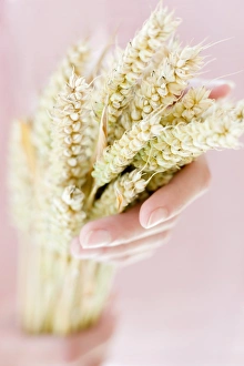 Wheat Ears Drucke: Ears of wheat