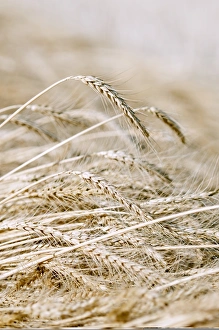 Wheat Ears Drucke: Ears of wheat C013 / 6076