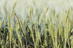 Wheat Ears Drucke: Ears of wheat C016 / 4783