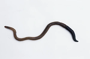 Annelid Worm Species Drucke: Earthworm