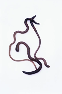 Annelid Worms Drucke: Earthworms