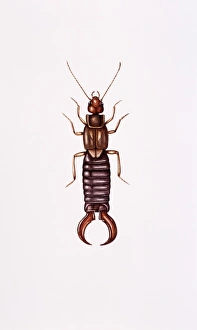 Drucke von Die Kunstwerke von Ameisenkafer (Forficula auricularia). Die Ameisenkafer sind beispielsweise Raubtiere nachtaktive Insekten die sich in der Regel unter Steinen und im Spalt des Tages verstecken Bilder Datiert 2003 Februar: Earwig
