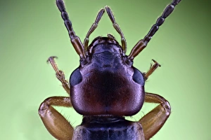 Compound Eyes Insect Drucke: Earwig head