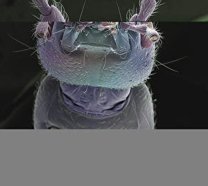 Insect Antennae Structure Drucke: Earwig head, SEM