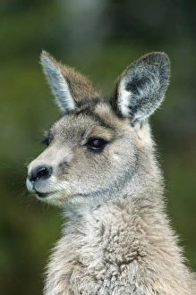 Tasmania National Parks Drucke: Eastern grey kangaroo