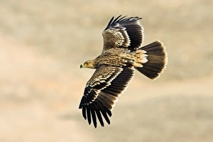 Eagle In Flight Photos Drucke: Eastern imperial eagle in flight C018 / 0860