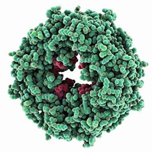 Drucke von Die Ebolamatrixprotein. Molekularmodell des Ebola-Virus-Matrixproteins VP40 (grün) gebunden an RNA (Ribonukleinsäure, rot) Bilder Datiert 2013 Februar: Ebolasäuremolekülproteinmatrix