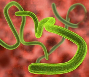 RNA Viruses Drucke: Ebola virus particles