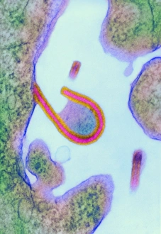 Drucke von Ebola-Virus. Farbige Transmissionselektronenmikroskopaufnahme (TEM) der Extrusion (Freisetzung) eines Ebola-Viruses (rot) aus einem Wirtzellel (grün) Bilder Datiert 2004 Juni: Ebolas Virus, TEM