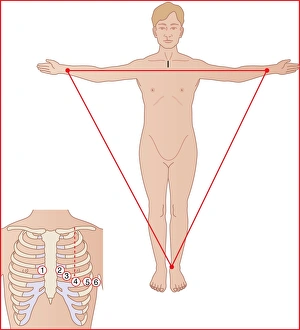 Human Anatomy Illustrations Drucke: ECG electrode placement, artwork