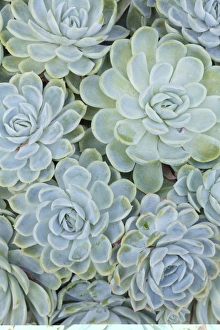 Desert Flowers Drucke: Echeveria elegans C013 / 7331