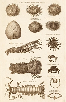 Marine Animals Drucke: Echinoderms and crustacaens C017 / 3491