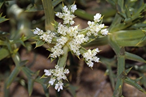 Mediterranean Plants Drucke: Echinophora spinosa