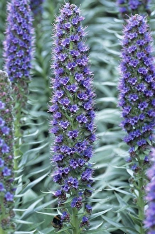 Asterblüten
