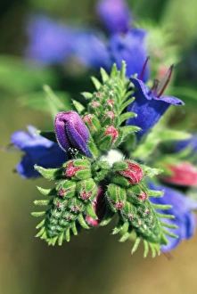 Vipers Bugloss Drucke: Echium vulgare in bud
