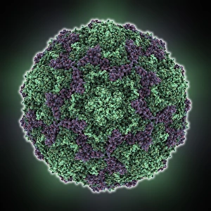 Viral Genetic Material Transmission Drucke: Echovirus 7 capsid, molecular model