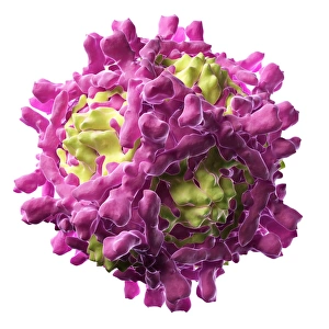 Computer Generated Virus Images Drucke: Echovirus particle, artwork